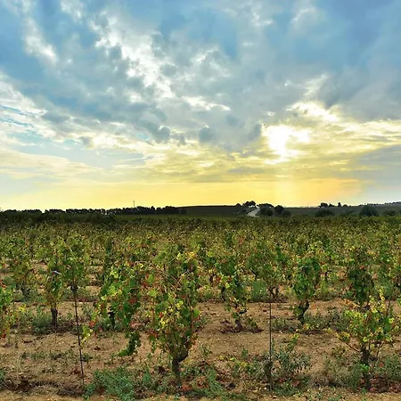 Le Sorelle del Vino-2